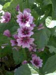 MALVACEAE ( Malvengewächse) Gossypium Malva sylvestris Kräuter oder Stauden Blätter wechselständig Blattspreite häufig handnervig, geklappt Nebenblätter