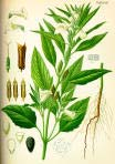 PEDALIACEAE (Sesamgewächse) Sesamum indicum Ausdauernde Rhizomstauden, gelegentlich Sträucher, wenig baumartige Pflanzen Ungeteilte, krautige oder ledrige Blätter meist zu grundständiger Rosette
