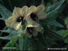SOLANACEAE ( Nachtschattengewächse) Nicotiana Datura stramomium Hyoscyamus niger Kräuter, Stauden, seltener Holzgewächse Blätter wechselständig, ungeteilt oder