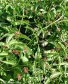 ARACEAE (Aronstabgewächse) Zanthedeschia aethiopica Monokotyle Rhizom- oder Knollenstauden Blätter häufig netznervig Blüten eingeschlechtig oder zwittrig, in vielblütigen Kolben, am Grund von oft