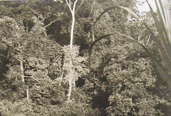 Campa-Indianer eine große Photographie (50,5 x 40 cm, Bildausschnitt: 39 x 29 cm), die zehn Indianer in einem Einbaum auf dem Amazonas zeigt sowie in der Mitte des Einbaums zwei weiße Männer, einer