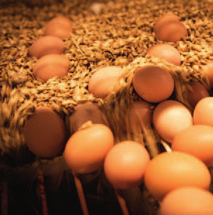 weich gebettet Die Hennen legen die Eier in Nester aus Dinkelspelzen. Die Eier werden per Förderband in den Lagerraum transportiert und händisch überprüft. als Pionierprojekt bezeichnet werden.