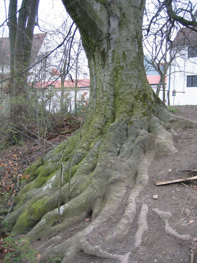 Grenzbaum und Grenzlinienproblematik Definition des Grenzbaumes 923 BGB Steht ein Baum auf der Grenze OLG München 1992 (Palandt/Bessenge) [ ] ist ein Baum dann ein Grenzbaum, wenn er da, wo er aus