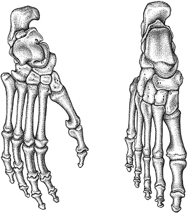 6 Evolution des Menschen Abb. 2.1. Vergleich des Skelettes von einem Standfuß (rechts: Homo) und einem Greiffuß mit abduzierbarer Großzehe (links: Gorilla). Zeichnung: M.