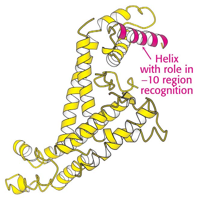 Rolle der σ-untereinheit beim Start Die σ-untereinheit verringert die Affinität der RNA-Polymerase für gewöhnliche