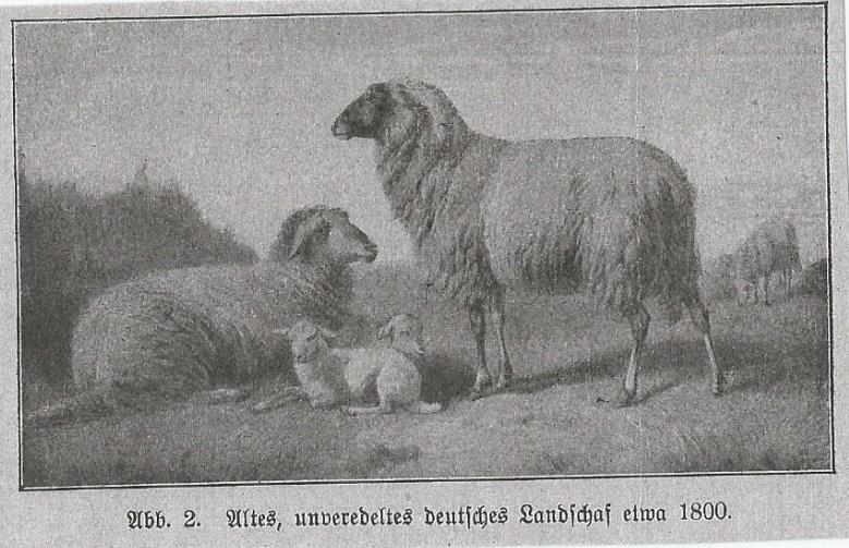 Professor Dr. H. F. Krallinger, Handbuch der Schafzucht und Haltung, Erster Band Zucht des Schafes, 1939, klassifiziert die asiatischen Schafrassen nach Form und Länge des Schwanzes.
