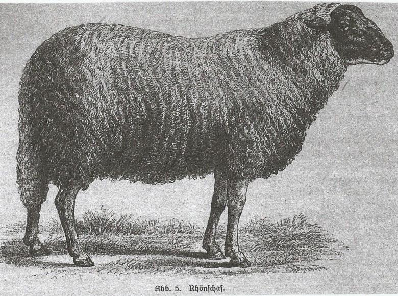 Abbildung 5: Rhönschaf um 1800. Erste Hinweise Stutzen der Schwänze - 14./18. Jahrhundert Die ersten verlässlichen Hinweise auf das Stutzen der Schwänze gibt es in Sheep & Man von M.L.