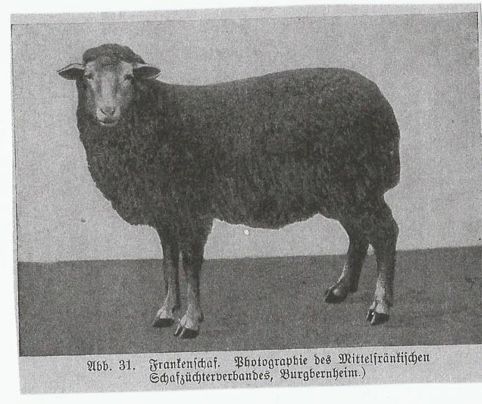 Abbildung 7: Veredeltes Württemberger Schaf mit kupiertem