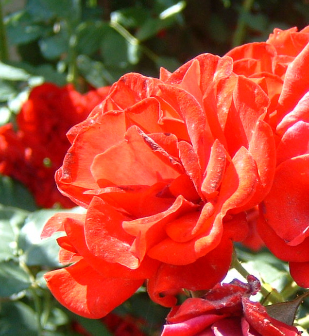 Rose Rosa damascena Familie: Rosengewächse Vorkommen: ursprünglich im Orient, kultiviert in der ganzen Welt.
