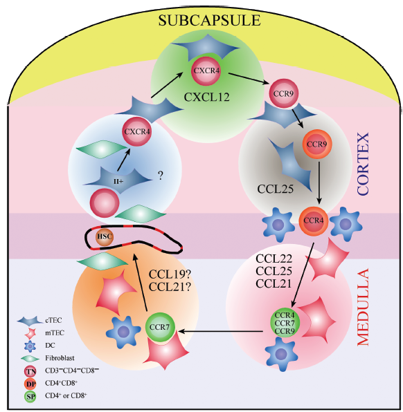 Thymozyten Thymische Epithelzellen bilden die Chemokine: CCL21, CCL25, CXCL12 Thymus