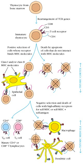 Thymische Selektionsprozesse Positive Selektion: Epithelzelle DP-Thymozyten- Wechselwirkung im Thymus-Kortex DP-Zellen, die Selbst-MHC-Moleküle erkennen können, werden überleben MHC-RESTRIKTION