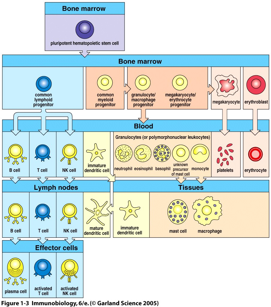 Alle Blutzellen stammen von der multipotenten hämatopoetischen Stammzelle des Knochenmarks Figure 1-3 Zentrale Lymphozytenentwicklung Antigen-unabhängig STAMMZELLE -