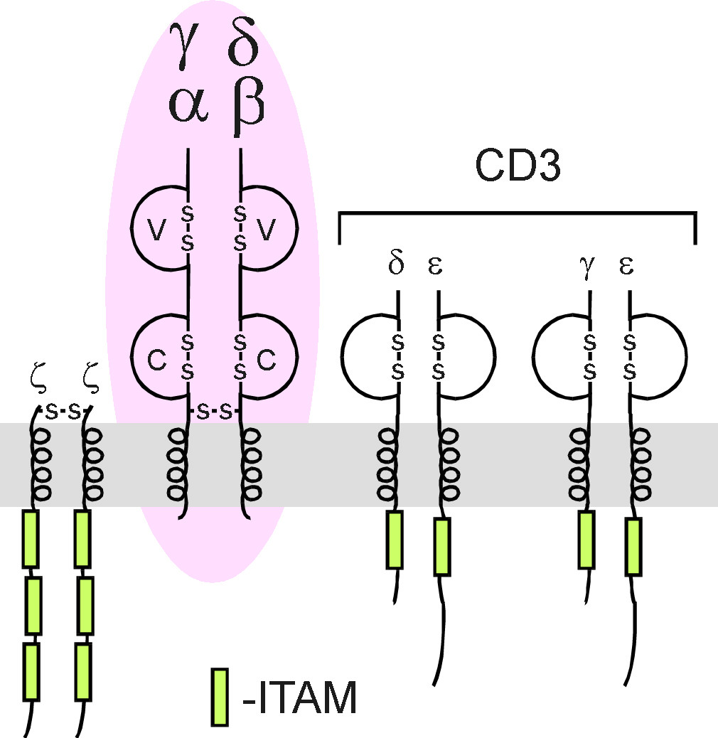 Die Struktur von TcR-Komplex Domänen-Struktur