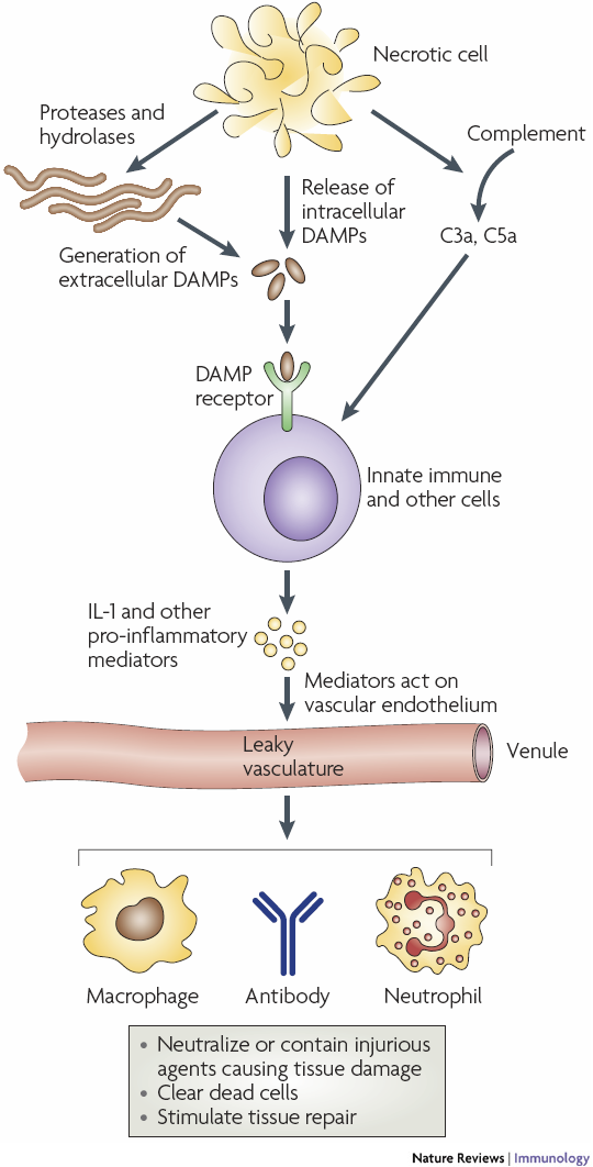 DAMPs Neben den PAMPs (Pathogen Associated Molecular Patterns) spielen die DAMPs (Damage Associated Molecular Patterns) eine wichtige Rolle.