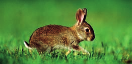 Info Kaninchensprache Wie alle höher entwickelten Tiere haben Kaninchen eine Laut- und Körpersprache.