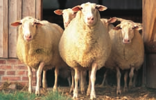 Schafe und Ziegen > 98 Schafe > 100 Wildschafe > 100 Schafrassen > 101 Auswahl der Schafe > 106 Schafe halten > 107 Schafe füttern > 111 Nachwuchs > 114 Pflege