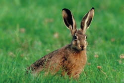 kaninchenrevier eines Rammlers, also eines geschlechtsreifen Kaninchenmännchens betragen.