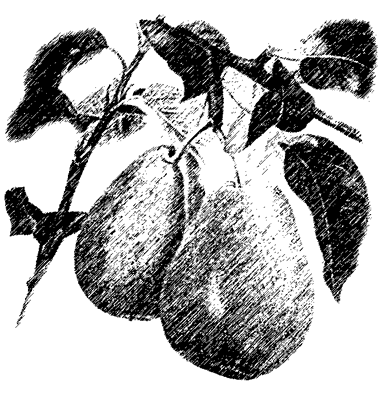 Besondere Birnensorten: Nashis und Benita Bei den Apfelbirnen (Nashi) handelt es sich um Abkömmlinge der asiatischen Sandbirne (Pyrus pyrifolia), also keinesfalls um Kreuzungen aus Apfel und Birne.
