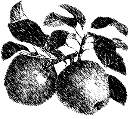 Tafeläpfel für den Hausgarten Qualitativ hochwertige Tafeläpfel stellen relativ hohe Ansprüche an den Standort und an die Pflege (Schnitt, Fruchtausdünnung, Pflanzenschutz).