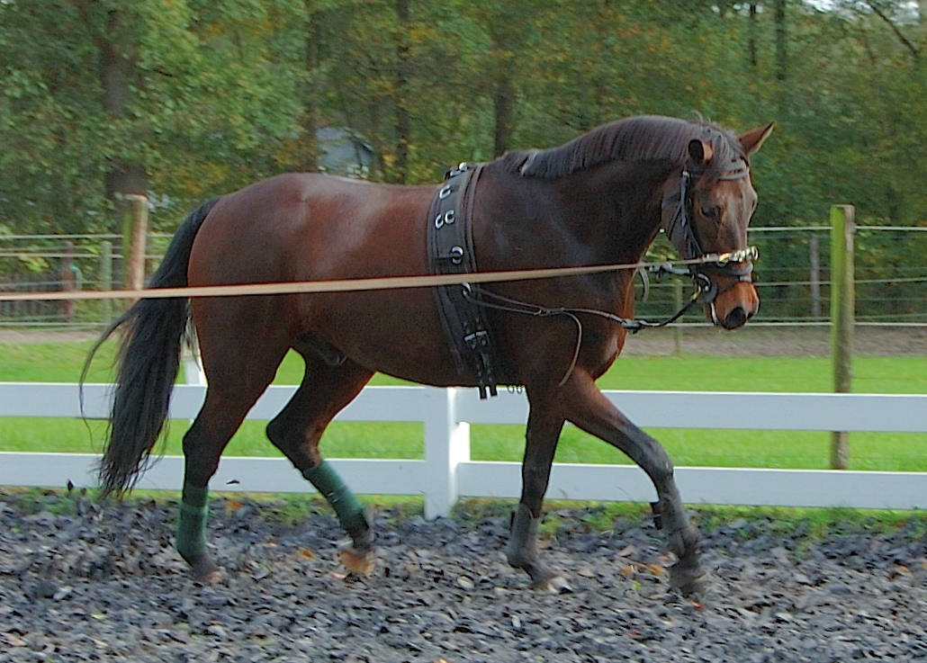 (Fotos: Ulrike Thiel) Hinterhand das Pferd immer wieder und immer stetiger motivieren, geradegerichtet an das Gebiss heranzutreten.