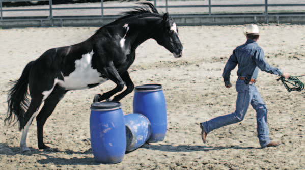 10 horsemanship»ab heute wird alles anders!«ein kleiner Schritt für einen Menschen, ein riesiger Schritt für die Pferde.