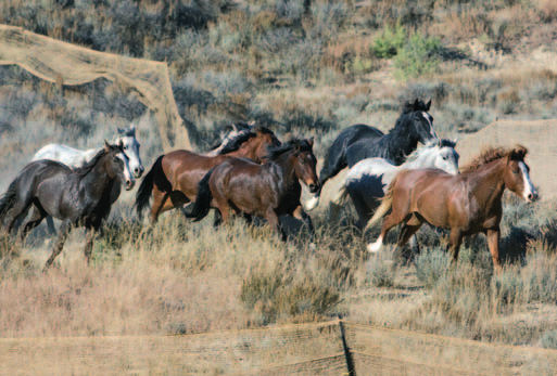 16 mustangs Round Ups gehen weiter / Sterilisation freilebender Pferde führt Herden an Existenzminimum / Madeleine Pickens-Projekt vorerst gescheitert / Protest geht weiter Streitfall Mustangs: