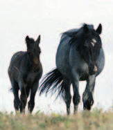 com Vor genau einem Jahr berichtete der Westernreiter in einem großen Artikel über die Situation der Mustangs, den wilden Pferden Nordamerikas.