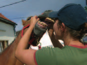 Ganz wichtig Der Blick ins Maul: Bei jedem Pferd werden die Zähne auf Haken oder Unregelmäßigkeiten untersucht.