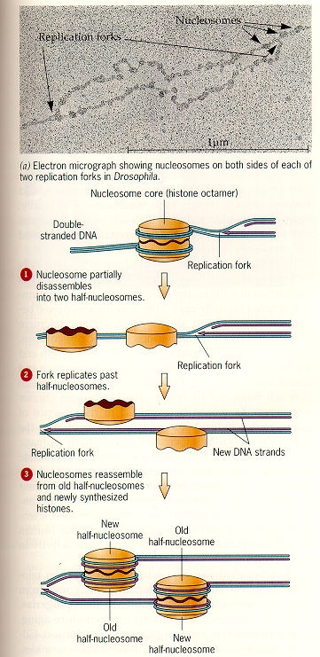 Replikation und Chromatin Die Histon-Oktamere