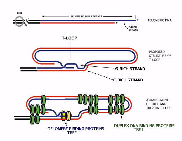 Telomerase-Arbeitsmodell (Fortsetzung) tloop Bildung des T-Loops inhibiert weitere