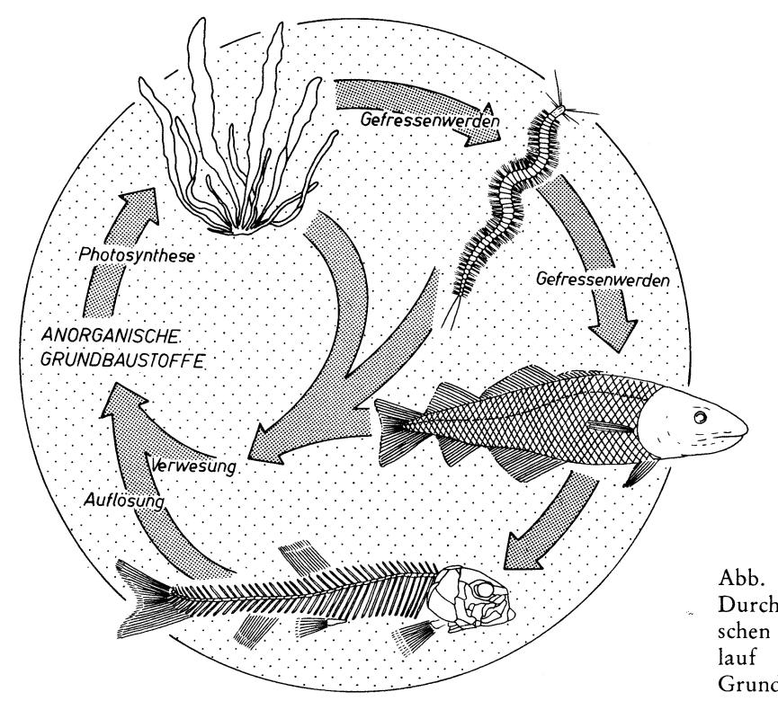 Der Kreislauf der Stoffe in der Natur: Aus: Ziegler (1991) Einführung in die