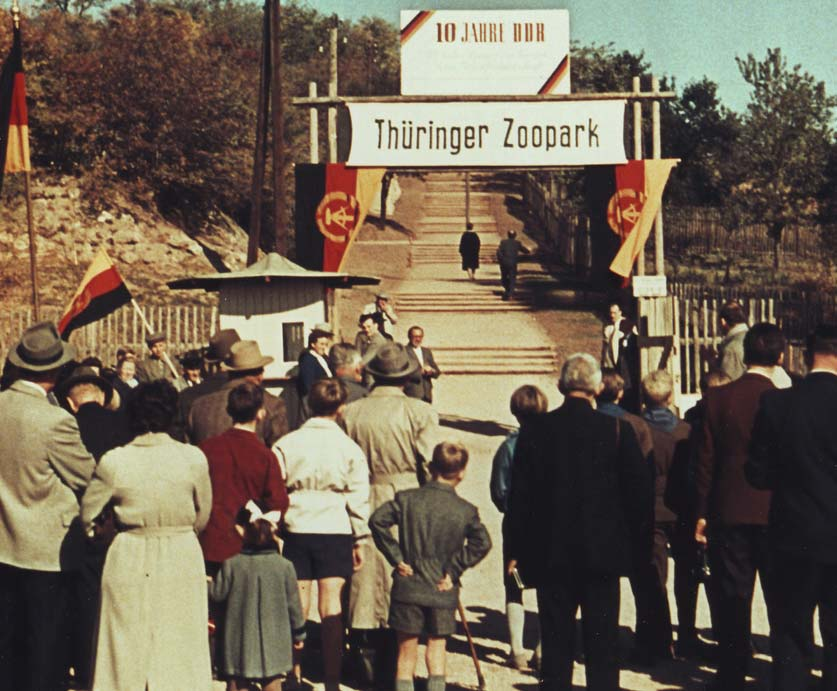 6 50 Jahre Thür Die Eröffnung des Thüringer Zooparks am 7. Oktober 1959. Günther Praedicow mit Junglöwen, ca. 1960. Dromedare auf dem noch kahlen Roten Berg, 1961.