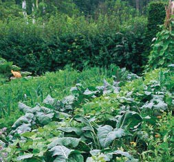 Beet mit Mischkultur: Unterschiedliche Gemüsearten und Kräuter wachsen auf einem Beet.