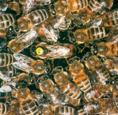 3 Sauerbrut (Art. 273 und 274 TSV) 3.10 Abschätzen der Bienenvölker (Art. 75 TSV) Die abgetöteten Bienen, die gemäss Art. 32 TSG entschädigt werden, sind zu wägen.
