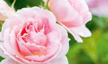 Rosen verzaubern jeden Garten! Obwohl Rosen als sehr empfindlich gelten, ist die Kultivierung von Rosen gar nicht so schwer.