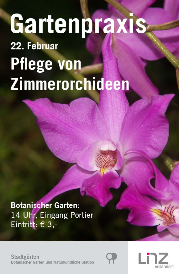 Gartenpraxis: Pflege von Zimmerorchideen Dienstag, 22. Februar, 14 Uhr, Seminarraum Zu unrecht gelten Orchideen bei vielen Hobbygärtnern als schwierige Pflanzengruppe.