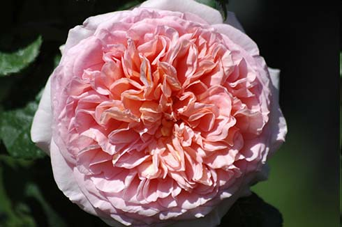 Englische Rosen Englische Rosen sind keine alten Rosen, sondern wurden in den 70er Jahren des vergangenen Jahrhunderts von David Austin aus alten Rosen mit modernen Edelrosen und Floribunda- Rosen
