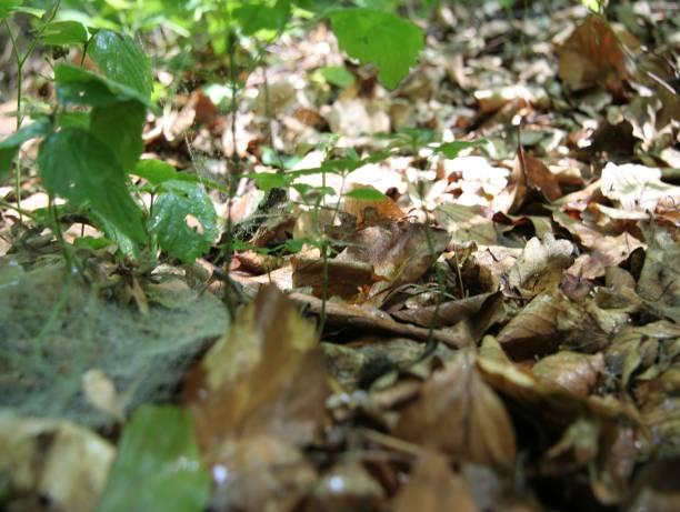 Im Wald Der Waldboden ist mit alten Blättern, Tannennadeln, Moosen und altem morschen Holz bedeckt.