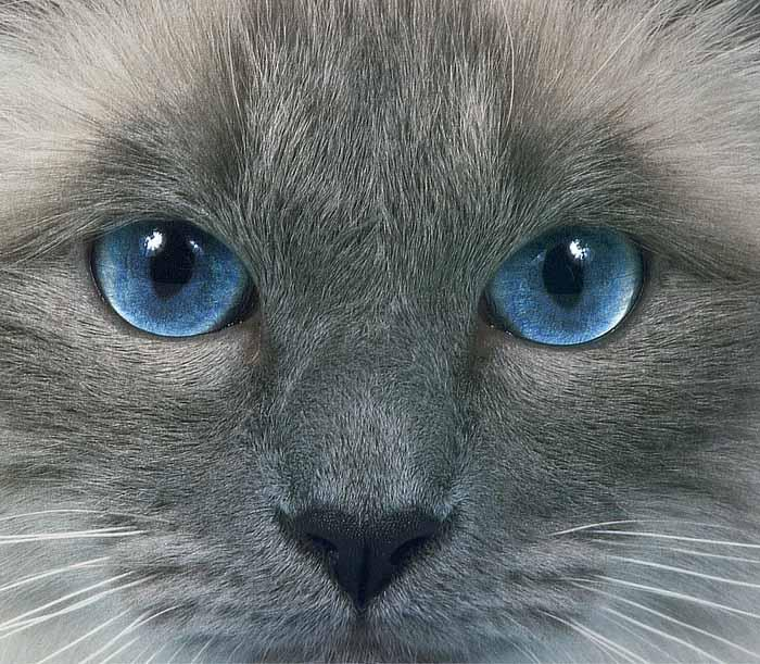de 4) Augen Die Katzen können nicht mit den Augen rollen wie wir, aber dafür sehen sie bei schlechtem Licht viel besser. Früher hielt man Katzen für farbenblind.