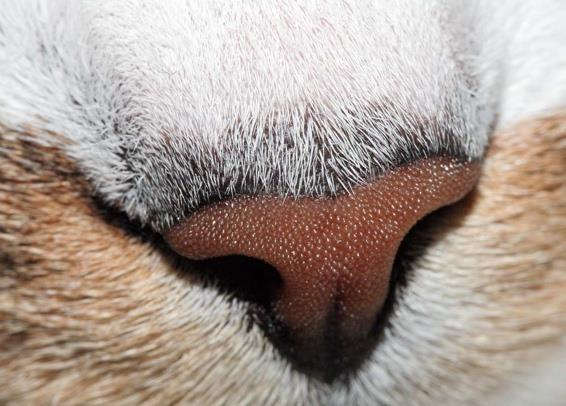 5) Nase Katzen brauchen ihren Geruchssinn nicht, wie die Hunde um ihre Beute zu wittern, Sie lauern ihrer Beute auf. Den Geruchssinn brauchen sie, um sich mit Artgenossen zu verständigen.