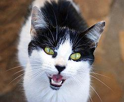 VI. Katzensprache Es gibt viele Verständigungsarten unter Katzen. Sie machen Geräusche, geben Geruch von sich, verständigen sich unter Gesten und Bewegungen.