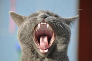 1) Gebiss Katzen haben ein Raubtiergebiss mit 30 Zähnen. Die langen, gebogenen Eckzähne (Fangzähne) sind perfekt zum Packen und Töten von Beute.