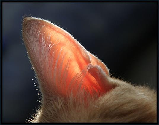 de 2) Ohren Durch 27 kleine Muskeln kann jedes Katzenohr einzeln bewegt werden und in eine andere Richtung lauschen.