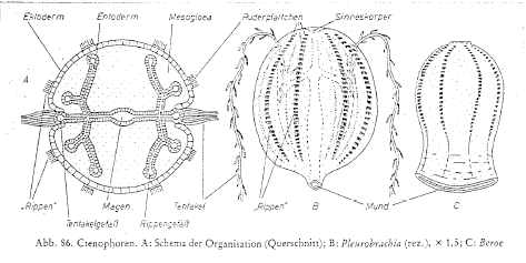 Stamm: Ctenophora (Rippenquallen, ohne Nesselzellen): (?