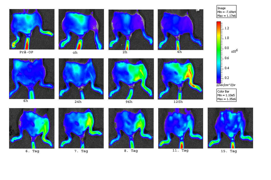 Abbildung 2: Ein Beispiel für BLI-Untersuchung an transgenen Mäusen für ARE nach kompletter Ischämie des linken Hinterlaufes und anschließender Reperfusion.