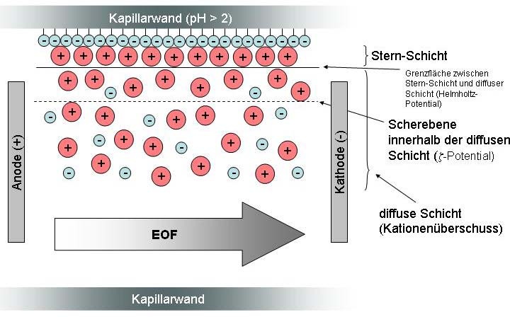 2 Kapillarelektrophorese Abb. 2.2.2-1: Entstehung des elektroosmotischen Flusses (EOF) basierend auf [15].