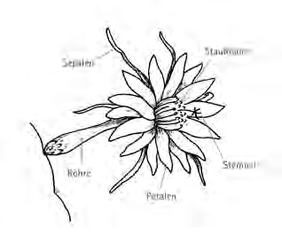 Epiphyllum Blattkakteen Epicactus "Jeri´s Jubilee" Jungpflanzen 