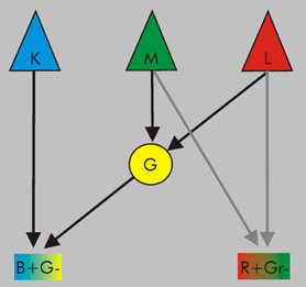 Umformung der Signale in Gegenfarbkanäle verbal als Mischungen dieser vier Grundfarben beschreiben.