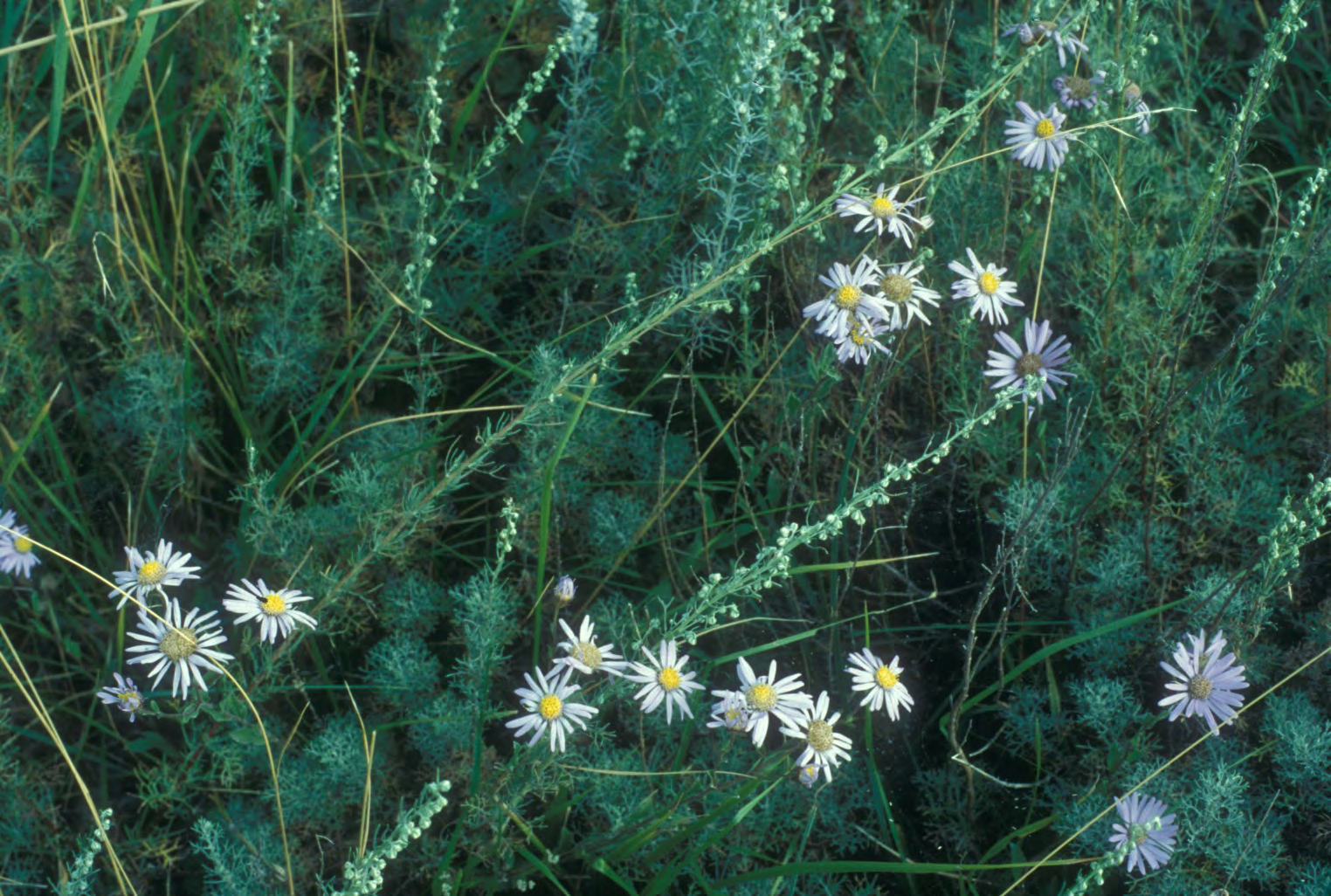 Aster amellus (Berg-Aster) und Artemisia alba (Kampfer- Wermut) März