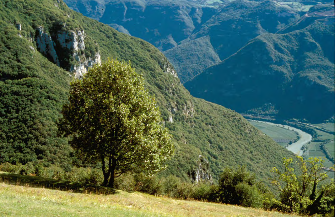 Sommergrüne Buschwälder: Blick vom Monte Baldo in das Vallagarina